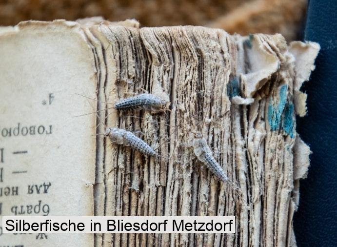 Silberfische in Bliesdorf Metzdorf